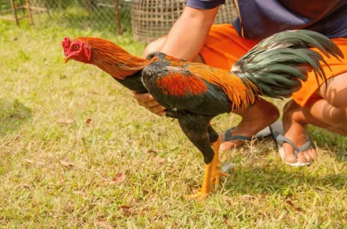 Kỹ thuật huấn luyện phản xạ và ra đòn nhanh