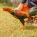 Kỹ thuật huấn luyện phản xạ và ra đòn nhanh