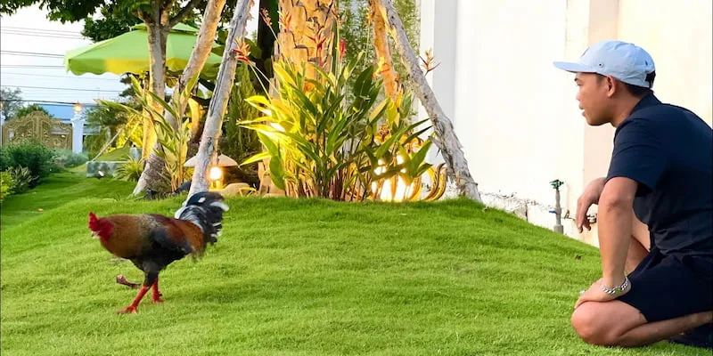 Chế độ dinh dưỡng tối ưu cho gà đá cựa sắt