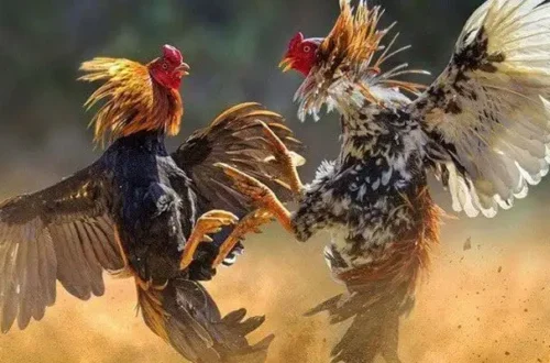 Bí quyết chọn gà chiến mạnh cho từng trận đấu