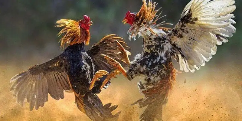 Đá cựa sắt bùng nổ trận chiến nghẹt thở tại i9bet