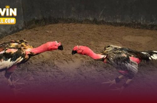 Đá Gà 32win – Trải Nghiệm Cuốn Hút Dành Cho Người Đam Mê