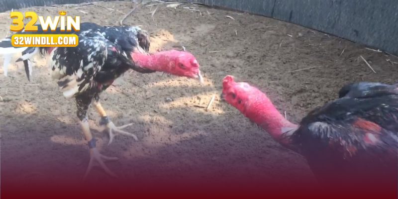 Điểm mạnh của sảnh đá gà 32win là gì?