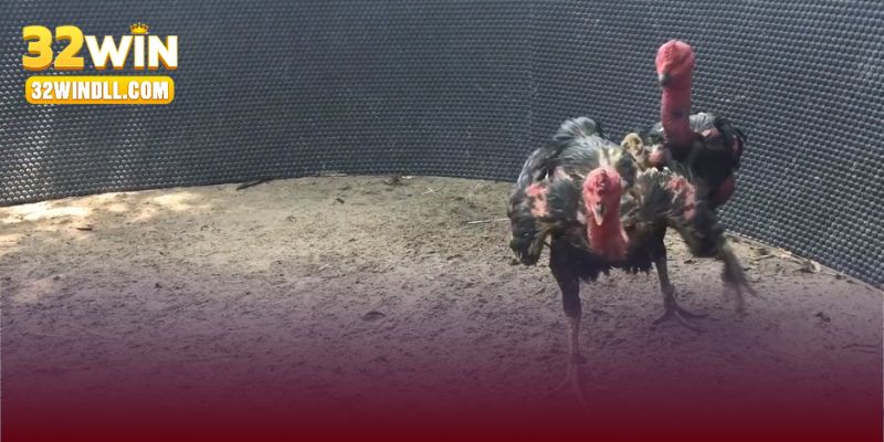 Cách để tham gia vào đá gà 32win hiệu quả hơn