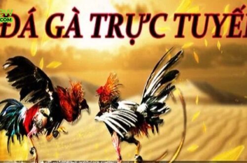 Các loại hình đá gà 888new nổi bật nhất năm 2025