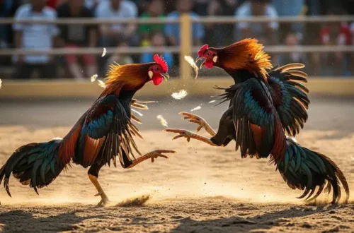 Đá gà cựa dao tại W88: Trải nghiệm kịch tính cho người chơi