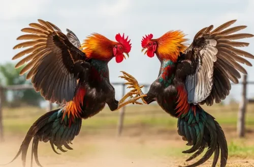 Top 5 mẹo chọn gà chiến thắng dễ áp dụng ngay