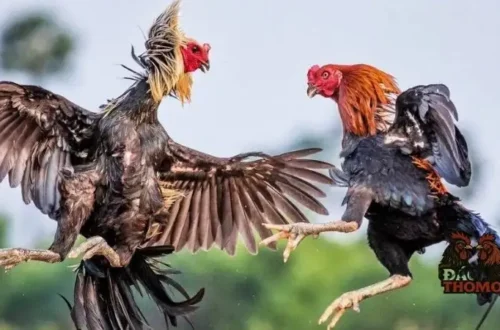 Kinh nghiệm thắng trong đá gà cựa sắt 77ball