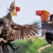 Kinh nghiệm thắng trong đá gà cựa sắt 77ball