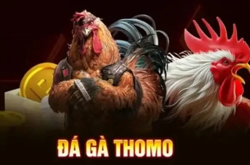Kinh nghiệm đặt cược đá gà Thomo VN88 thắng lớn