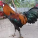 Chiến kê số 9 tại nhà cái 69VN sẵn sàng tranh tài