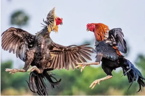 Luật chơi đá gà truyền thống và những điều cần biết