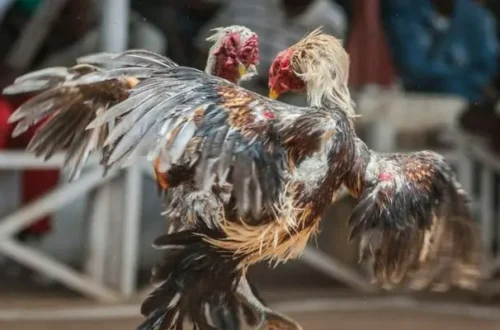 Quan sát dáng đứng và ánh mắt là cách chọn và huấn luyện gà tre thi đấu