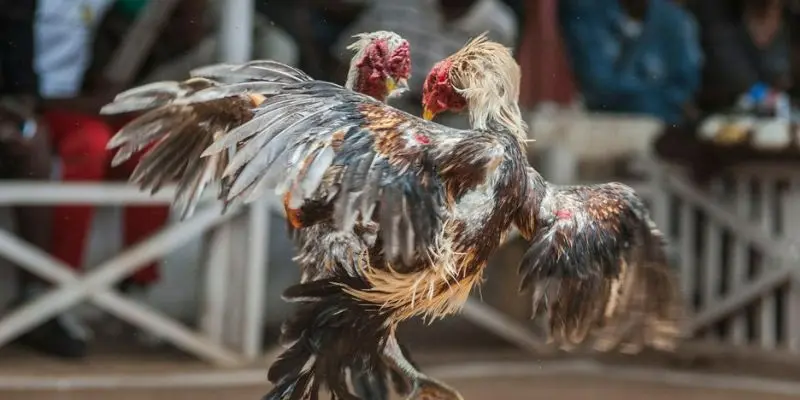 Quan sát dáng đứng và ánh mắt là cách chọn và huấn luyện gà tre thi đấu