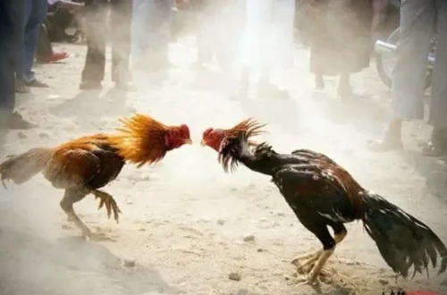 Bí quyết thắng lớn khi chơi đá gà 23win