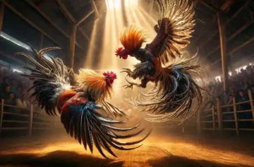 Bí kíp nhận thưởng khi tham gia Đá Gà MMOO