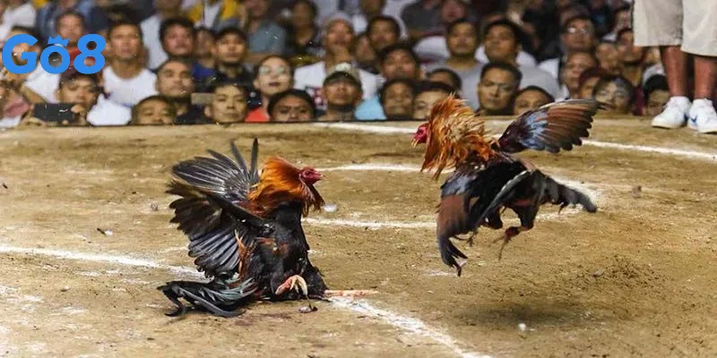 Ưu điểm khiến sảnh đá gà ở nhà cái được ưa chuộng