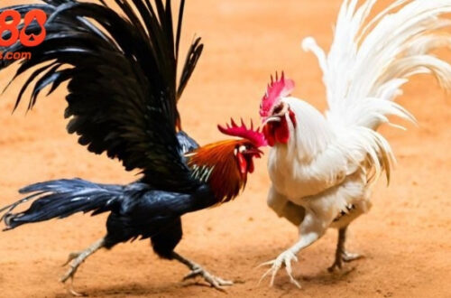 Lựa chọn giống gà tre UU88 phù hợp là bước đầu tiên trong việc chọn gà thi đấu