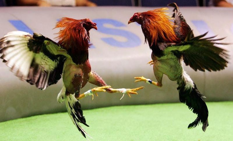 Chiến lược đặt cược nâng cao tại Win88