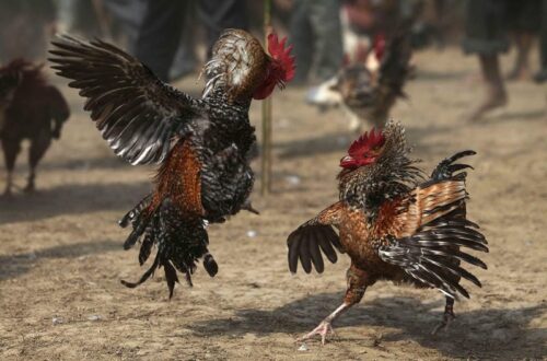 Bí Kíp Phối Màu Lông Gà Ra Thế Hệ Con Siêu Đẹp