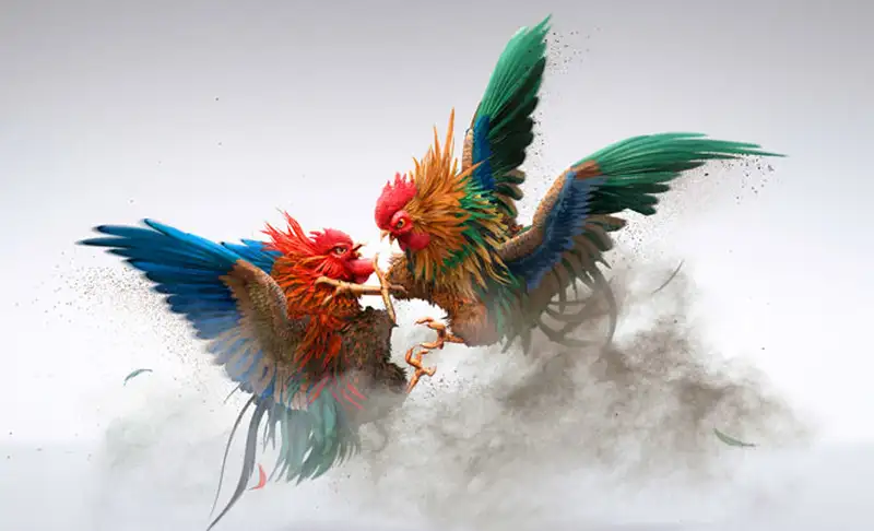 Cách chọn kèo Cựa Dao giúp vào trận chắc thắng