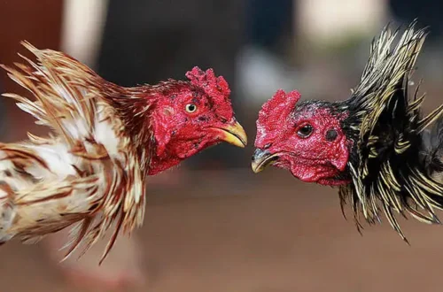 Cách chọn gà chiến thắng và tăng cơ hội trúng cược