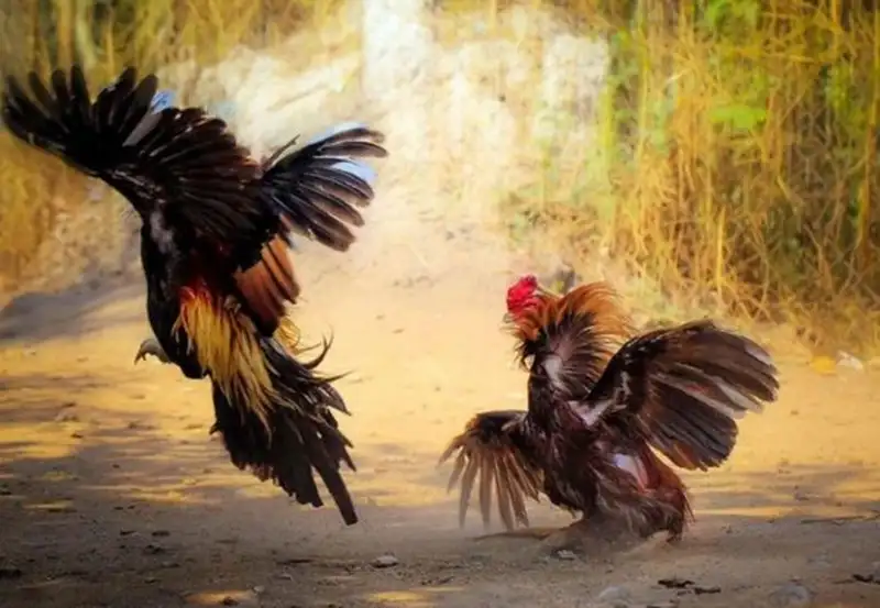Đá gà cựa dao – thế giới cược cam go đầy kịch tính