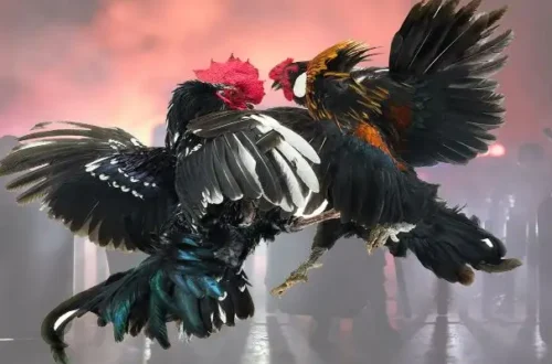 Kinh nghiệm soi kèo đá gà cựa dao chuẩn xác nhất