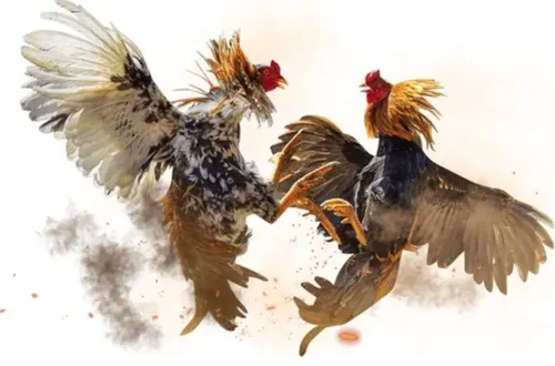 Lịch trực tiếp đá gà cựa sắt và chiến thuật FOMO