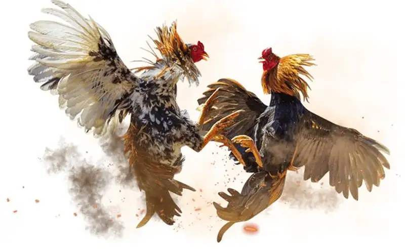 Lịch trực tiếp đá gà cựa sắt và chiến thuật FOMO