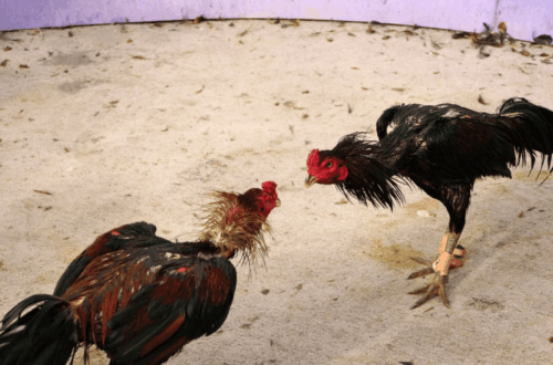 Bí kíp thắng lớn khi tham gia Đá Gà F8bet