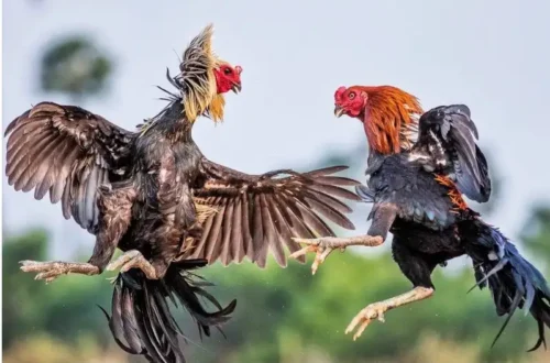 Chiến thuật soi kèo Thomo đang giúp nhiều người thắng lớn