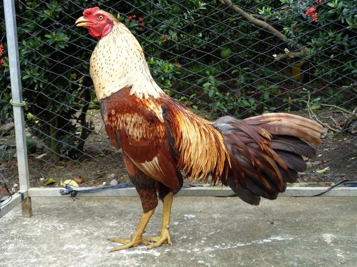 Mẹo chọn gà để giành chiến thắng tối đa