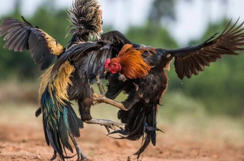 Chiến lược đặt cược nhanh gọn hiệu quả