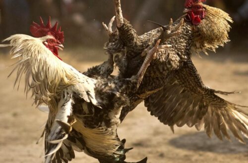 Quản lý ngân sách và duy trì sự điềm tĩnh