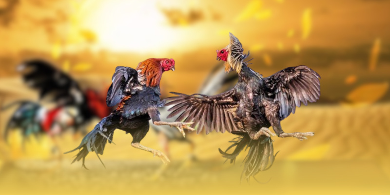 Giới thiệu sảnh WS168 tại Dola789