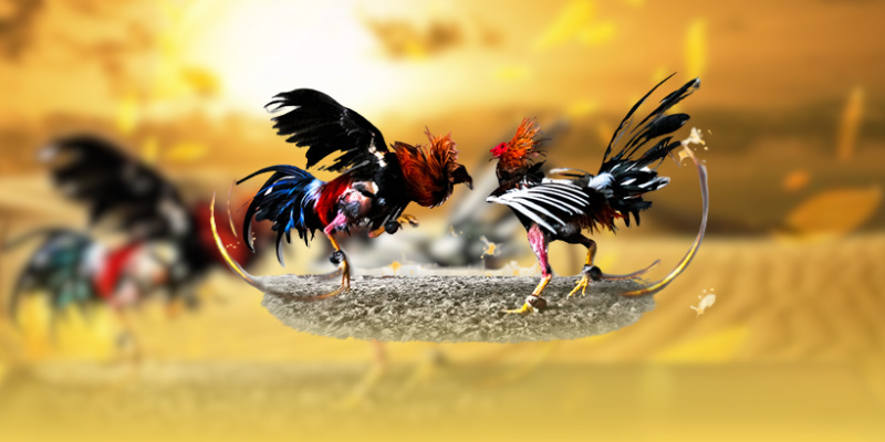 Các ưu điểm nổi bật khi xem đá gà trực tiếp tại WS168