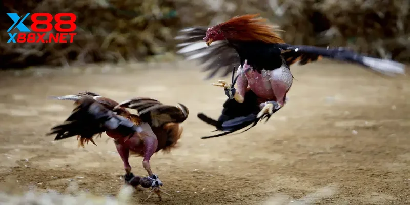 Một vài thông tin về đá gà X88 là gì?