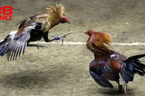 Chi tiết các dạng cá cược đá gà trên X88