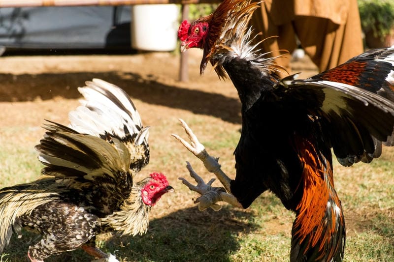 Quản lý vốn thông minh – Bí mật của "vua sàn"