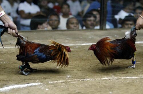 Luyện tập đúng cách – Bí mật tạo “máy chạy bộ” 4 chân