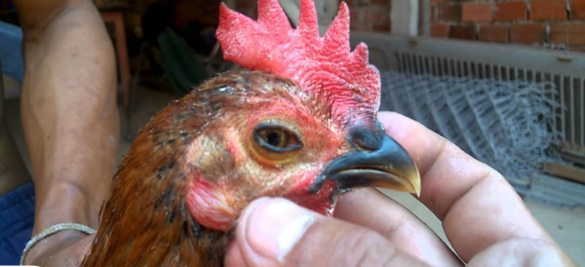 Nguyên Nhân Gây Bệnh Hô Hấp Mãn Tính (CRD)