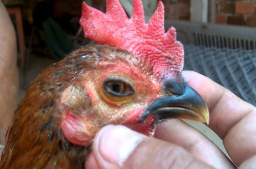 Nguyên Nhân Gây Bệnh Hô Hấp Mãn Tính (CRD)