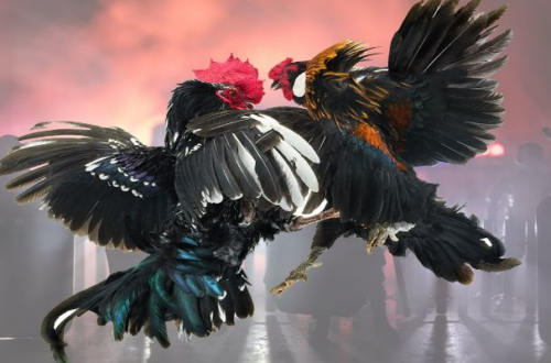 Tổng Quan Về Chuyên Mục Đá Gà Tại 6789