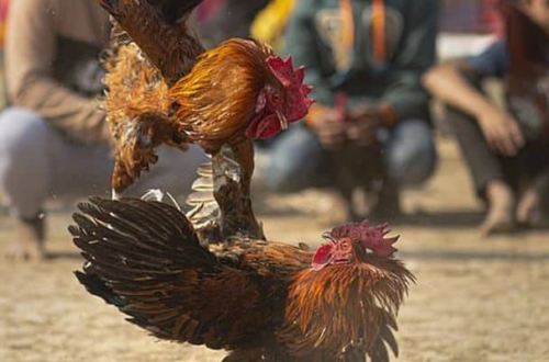 Hướng dẫn chi tiết cách đọc tỷ lệ cược đá gà