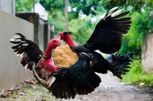 Cựa sắt đòn chí mạng bí quyết chọn gà thắng 