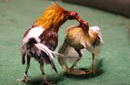 Kiểm tra lối đá và phản xạ thực chiến