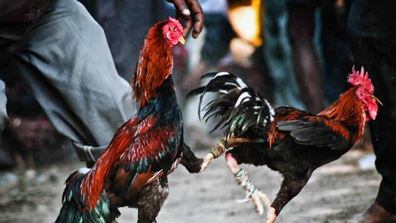 Những trường đấu gà được ưa chuộng nhất
