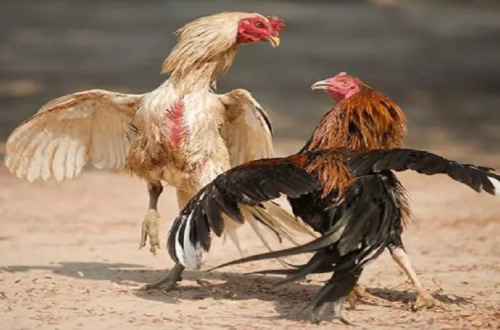 Những ưu điểm nổi bật tại sảnh cược này