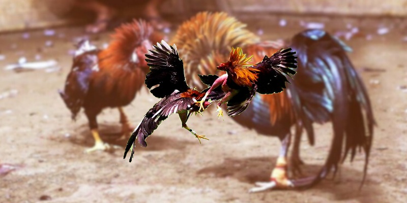 Cách tham gia theo dõi Đá gà trực tiếp CPC3 hiệu quả